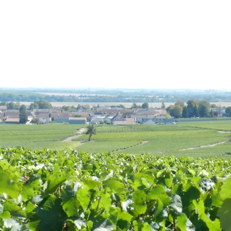 Champagne Th. Petit, Ambonnay